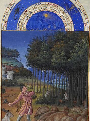 農民による豚の放牧の様子。『ベリー公のいとも豪華なる時祷書』11月の頁より。1485-86年、コンデ美術館所蔵