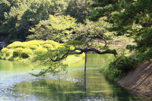 個人的に庭園内で最も趣向が凝らされていると感じた点。松が池の水面に乗り出している！（そして棒で支えられている）