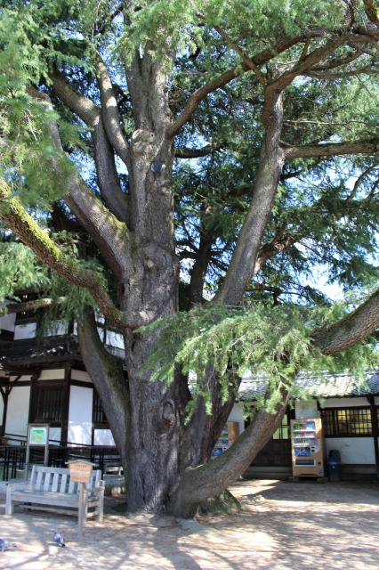 大きなヒマラヤ杉。後ろの建物は商工奨励館。讃岐うどんの歴史が展示されていた。