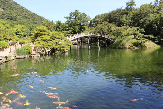 写真手前に大量の鯉が集まっている。