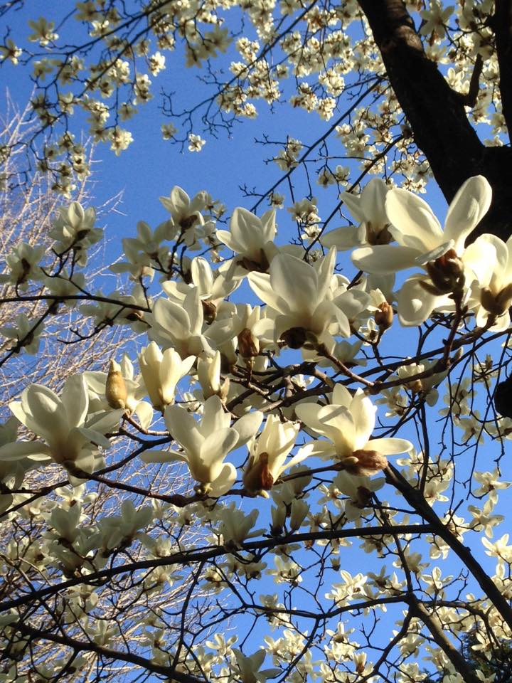 ハクモクレン（白木蓮）。大好きな花の1つ