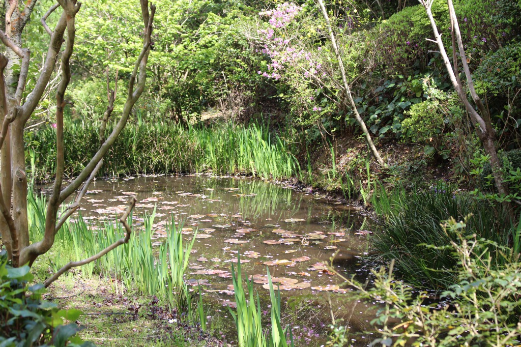 「地中の庭」に複数ある池のひとつ