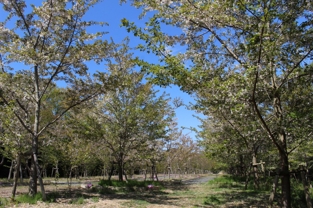 『桜の宮殿』