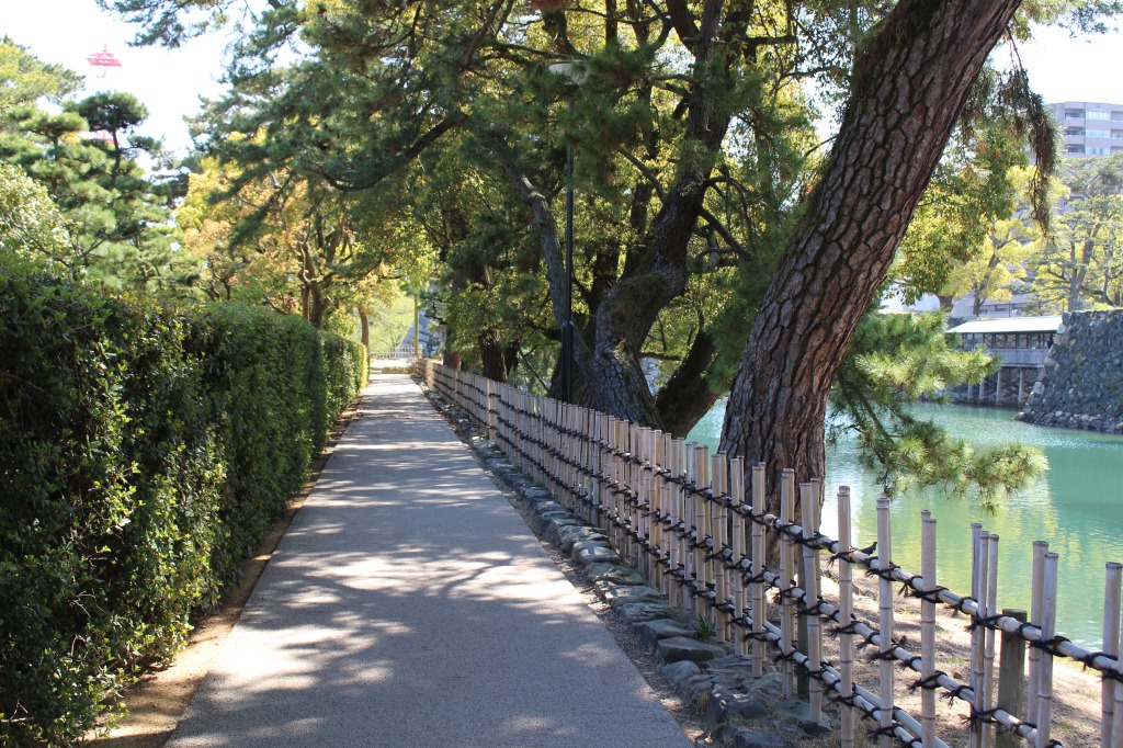 公園は松の木だらけ