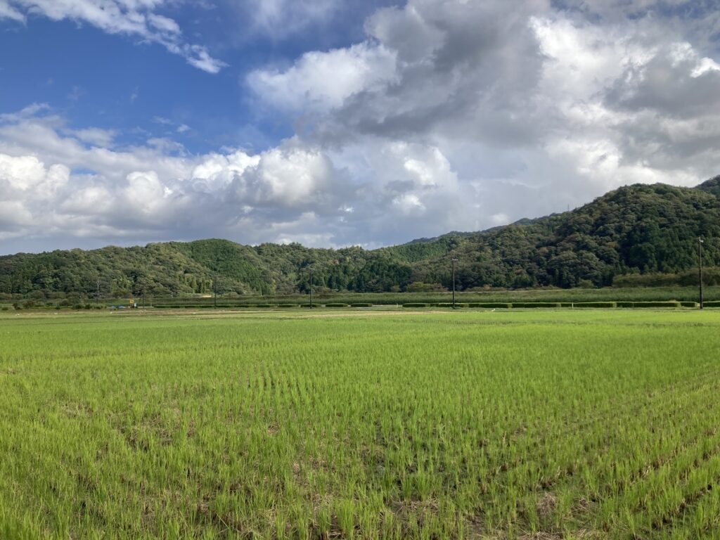 一面の田んぼ